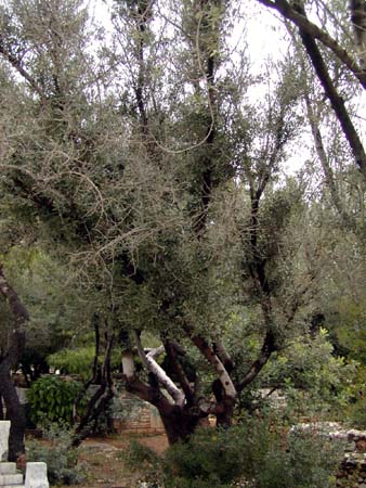 athens2005_109