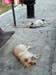 athens2005_233