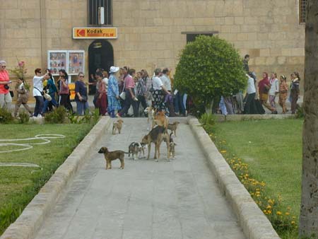 egypt_10120087