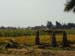 egypt_10130126