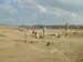 egypt_10130152
