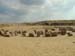 egypt_10130166