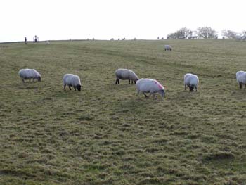 ireland_113002_054