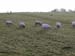ireland_113002_054