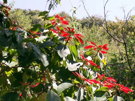 mexico2006_055