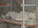italy_122901_023